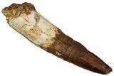 Fossil Spinosaurus Tooth - Real Dinosaur Tooth #340374-1